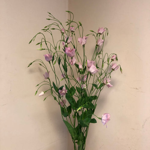 Lisianthus “Bizzie Lizzie”  Pink